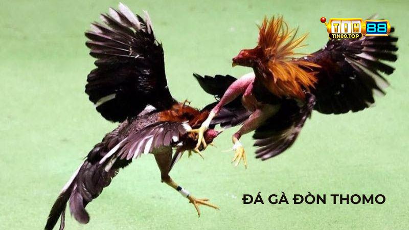 Đá gà đòn Thomo