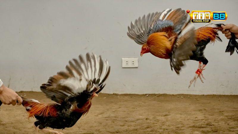 Cá Cược Đá Gà Tre Thomo