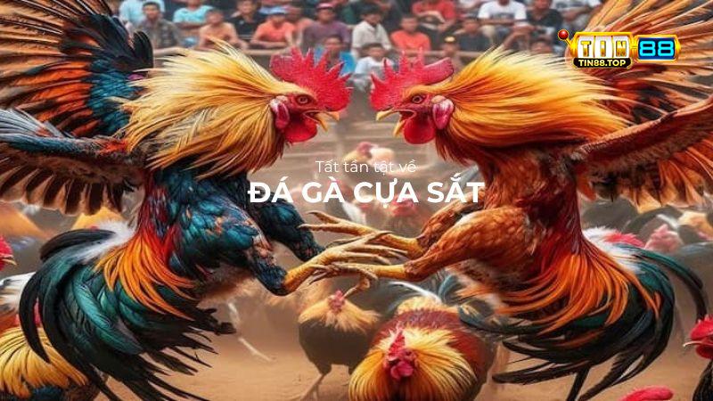Đá gà cựa sắt là gì?