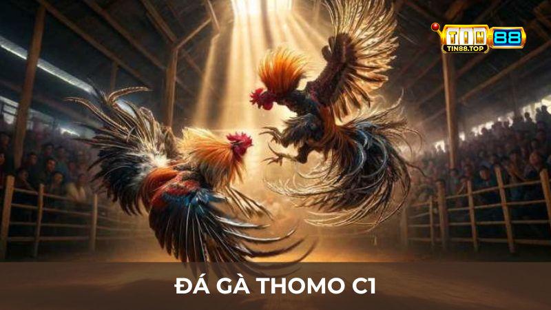 Đá gà Thomo C1