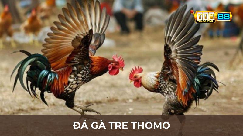 Đá gà tre Thomo