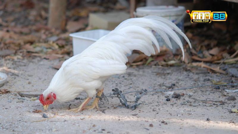 Đặc điểm của giống gà tre